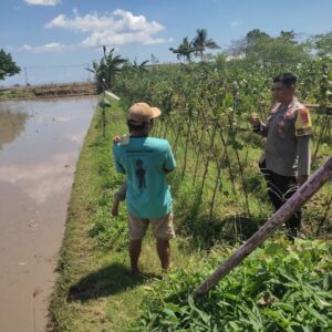 Bhabinkamtibmas Desa Kuranji Dalang Dorong Ketahanan Pangan Melalui Pemanfaatan Lahan Pekarangan