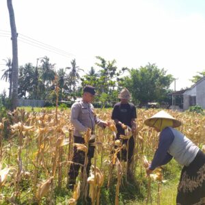 Bhabinkamtibmas Desa Kuripan Timur Dukung Program Ketahanan Pangan Lewat Panen Jagung Hibrida