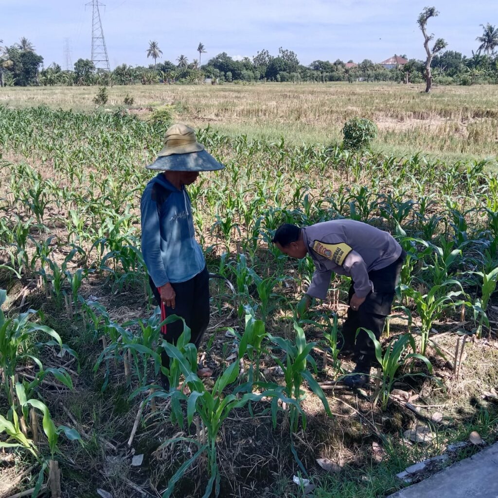 Bhabinkamtibmas Labuapi Dampingi Petani, Gencarkan Program Ketahanan Pangan di Bagik Polak Barat