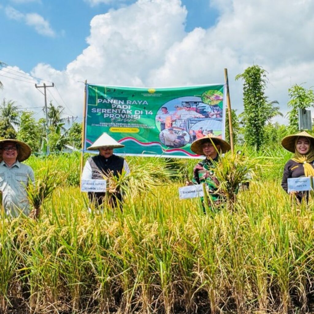 Di Balik Layar Panen Raya Nasional: Kisah Harapan Petani Lombok Utara yang Terhubung Jauh dengan Istana