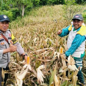 Bhabinkamtibmas Polsek Rasanae Barat Bantu Warga Panen Jagung di Sambinae