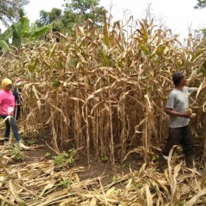 Bhabinkamtibmas Polsek Rasanae Barat Bantu Warga Panen Jagung, Dukung Program Ketahanan Pangan Nasional
