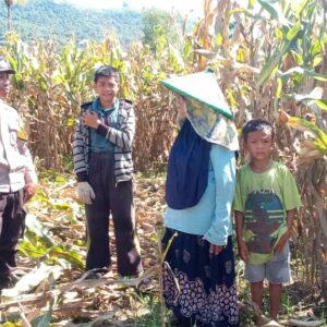 Bhabinkamtibmas Desa Madaprama pantau panen jagung dalam mendukung program ketahanan pangan nasional menuju Indonesia Emas 2045