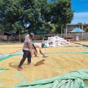 Bhabinkamtibmas Desa Kramat Pantau Panen Jagung Warga Dukung Program Ketahanan Pangan Nasional Menuju Indonesia Emas