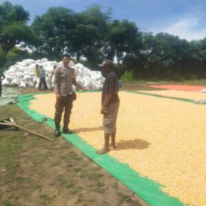 Bhabinkamtibmas Desa Lasi Hadir Kawal Panen Jagung Petani Dukung Ketahanan Pangan Nasional