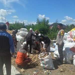 Dukung Ketahanan Pangan, Bhabinkamtibmas Desa Tapir Dampingi Petani Panen Jagung