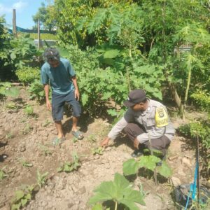 Bhabinkamtibmas Desa Bukit Damai Lakukan Pendampingan dan Monitoring Ketahanan Pangan