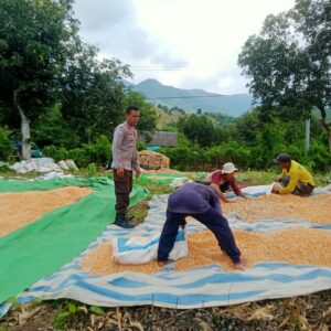 Bhabinkamtibmas Desa Woko Polsek Pajo Pantau Panen Jagung dalam Mendukung Program Ketahanan Pangan Nasional Menuju Indonesia Emas 2045