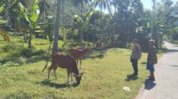Bhabinkamtibmas Batulayar Barat Dorong Pemanfaatan Pekarangan untuk Ketahanan Pangan