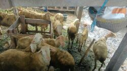 Polri Aktif di Tengah Masyarakat: Kunjungan DDS Dukung Ketahanan Pangan Warga