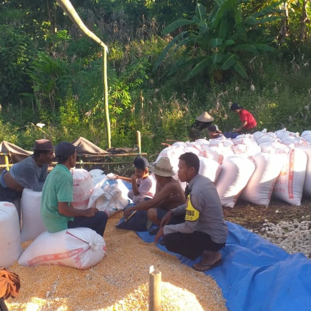 Dukungan Polri Terhadap Petani: Bhabinkamtibmas Monitoring Panen Jagung di Lombok Barat