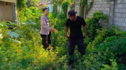 Membangun Kemandirian Pangan Lewat Inisiatif Bhabinkamtibmas Desa Perampuan