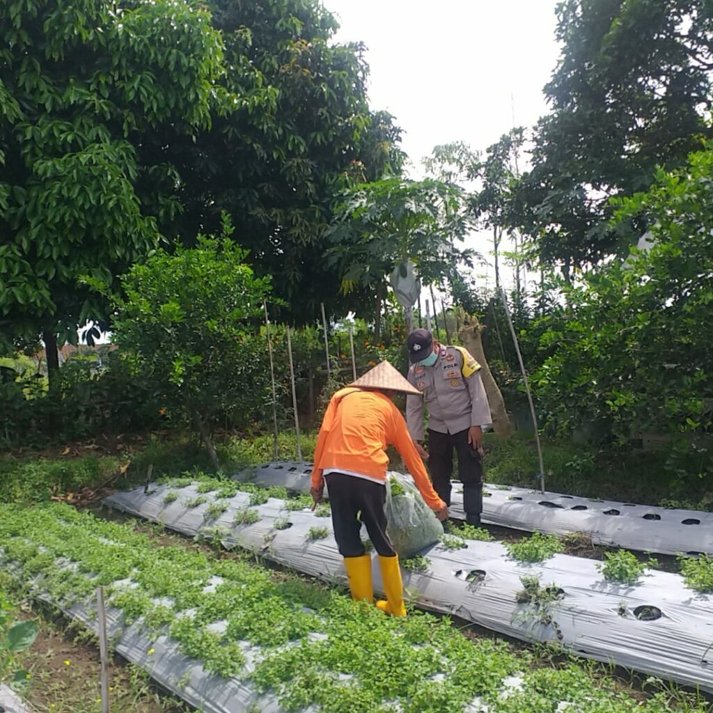 Bhabinkamtibmas Desa Jagaraga Ajarkan Warga Pemanfaatan Lahan untuk Ketahanan Pangan