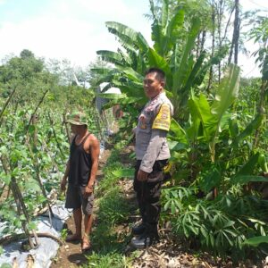 Bhabinkamtibmas Kuripan Dorong Ketahanan Pangan Lewat Pendampingan Warga