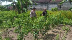 Ketahanan Pangan Keluarga: Upaya Nyata dari Desa Jagaraga