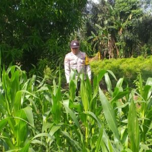 Polri Dampingi Petani Jagung: Sinergi untuk Ketahanan Pangan