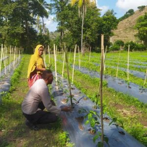 Bhabinkamtibmas Dukung Ketahanan Pangan Lewat DDS di Lahan Cabai Warga