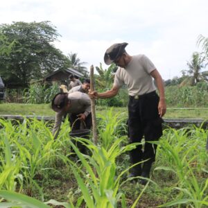 Polres Lombok Tengah Dukung Ketahanan Pangan Nasional: Bantu Petani Pupuk Lahan Jagung.
