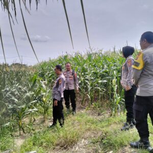 Polres Lombok Barat Tinjau Persiapan Panen Raya Jagung Tahap Kedua