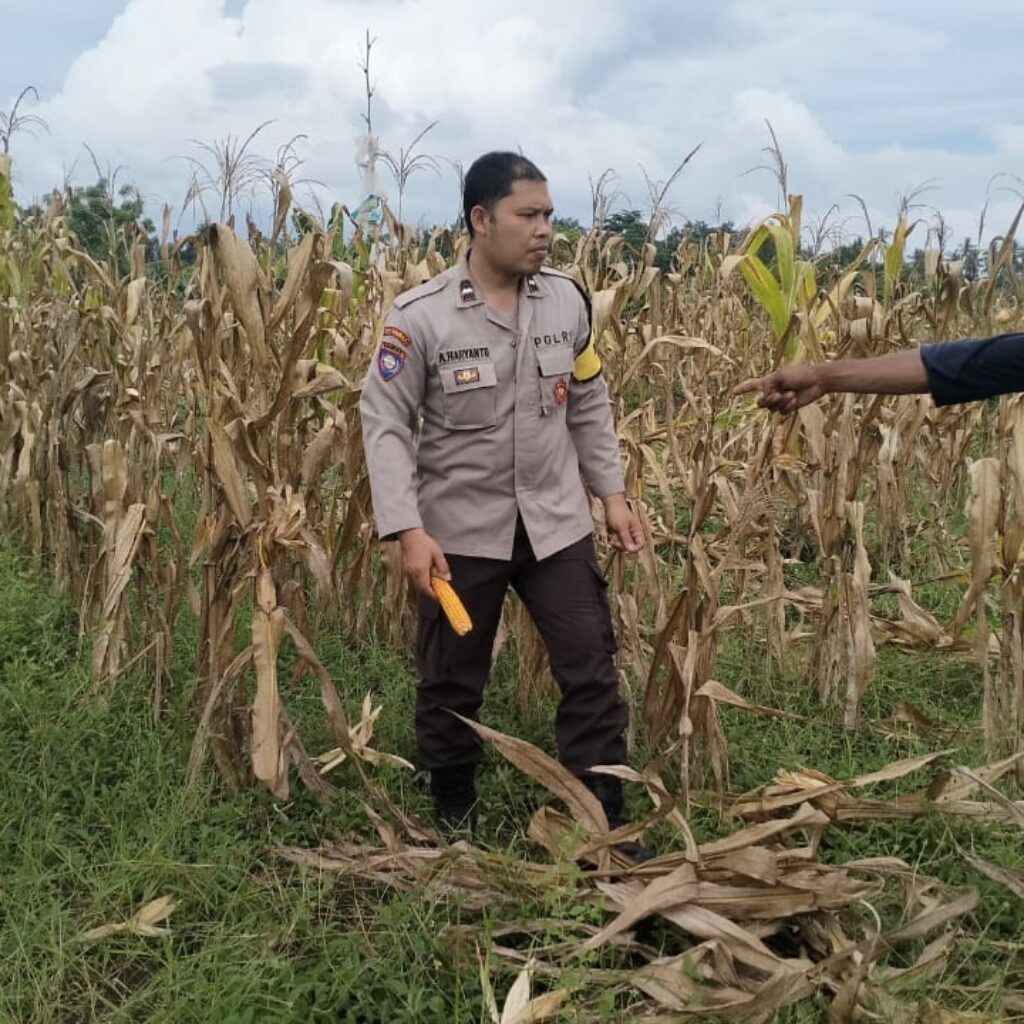 Polri Terjun ke Sawah: Dukungan Nyata untuk Petani Jagung Lombok Barat