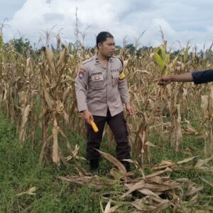 Polsek Kediri Dukung Ketahanan Pangan Lewat Pemantauan Panen Jagung