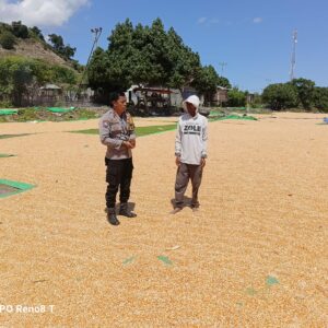 Bhabinkamtibmas Desa Hu’u Pantau Penjemuran Jagung, Imbau Warga Waspadai Curah Hujan
