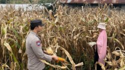 Wujudkan Indonesia Yang Swasembada Pangan, Bhabinkamtibmas Polsek Donggo Terjun Bantu Warga Panen Jagung