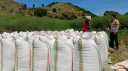 Dukung Ketahanan Pangan, Bhabinkamtibmas Marada Dampingi Warga Jemur Jagung di Tengah Cuaca Ekstrem