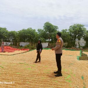 Dukung Ketahanan Pangan, Bhabinkamtibmas Hu’u Dampingi Warga Panen Jagung