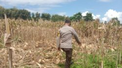 Ketahanan Pangan Nasional, Bhabinkamtibmas Polsek Soromandi Bantu Proses Panen Jagung Warga