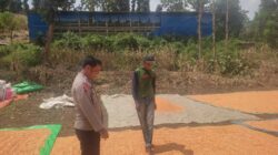 Bantu Jemur Jagung Warga Binaan Bhabinkamtibmas Polsek Donggo Mendukung Program Ketahanan Pangan Nasional