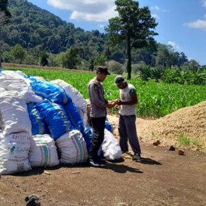 Dukung Swasembada Pangan, Bhabinkamtibmas Desa Talonang Baru Dampingi Panen Jagung
