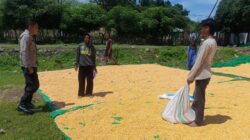 Jagung Petani Desa Marada Terdampak Cuaca, Bhabinkamtibmas Lakukan Pemantauan Ketahanan Pangan