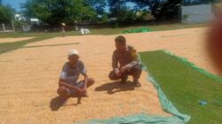 Dampak Cuaca Tak Menyurutkan Semangat Petani Rasabou, Bhabinkamtibmas Pantau Penjemuran Jagung