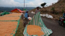 Bhabinkamtibmas Nungga Bantu Jemur Jagung Warga, Dukung Ketahanan Pangan Nasional