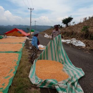 Bhabinkamtibmas Nungga Bantu Jemur Jagung Warga, Dukung Ketahanan Pangan Nasional