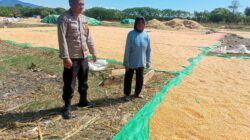 Dukung Ketahanan Pangan Nasional, Bhabinkamtibmas Desa Marada Pantau Penjemuran Jagung Warga