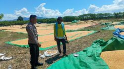 Dukung Ketahanan Pangan Nasional, Bhabinkamtibmas Desa Marada Pantau Langsung Proses Penjemuran Jagung Milik Warga