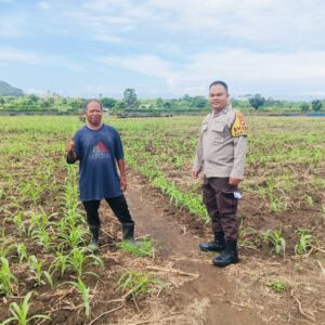 Sukses Panen Jagung, Bhabinkamtibmas Desa Sekongkang Bawah Motivasi Petani pada Musim Tanam II, Wujudkan Program Asta Cita