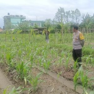 Bhabinkamtibmas Desa Beleka Dorong Ketahanan Pangan Lewat Silaturahmi Petani