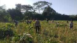 Bhabinkamtibmas Desa Jagaraga Aktif Dorong Ketahanan Pangan Lokal
