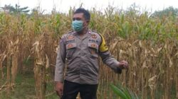 Bhabinkamtibmas Jagaraga Dukung Ketahanan Pangan di Dusun Beremi