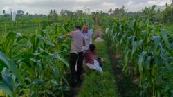 Bhabinkamtibmas Kuripan Utara Dukung Ketahanan Pangan Lokal