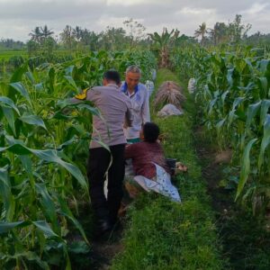 Bhabinkamtibmas Kuripan Utara Dukung Ketahanan Pangan Lokal