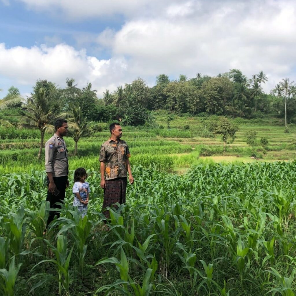 Bhabinkamtibmas Mareje Dukung Petani Jagung di Lembar