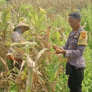 Bhabinkamtibmas Desa Kidang, Polsek Praya Timur, Dampingi Warga Panen Raya Jagung, Perkuat Ketahanan Pangan Nasional