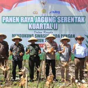 Panen Raya Jagung, Polres Loteng Dukung Swasembada Pangan Nasional. 
