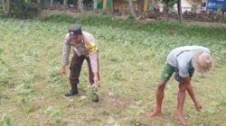 Bhabinkamtibmas di Gerung Dorong Kemandirian Pangan di Desa Taman Ayu