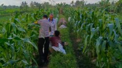 Motivasi Petani Kuripan, Polri Dorong Ketahanan Pangan dari Tingkat Desa
