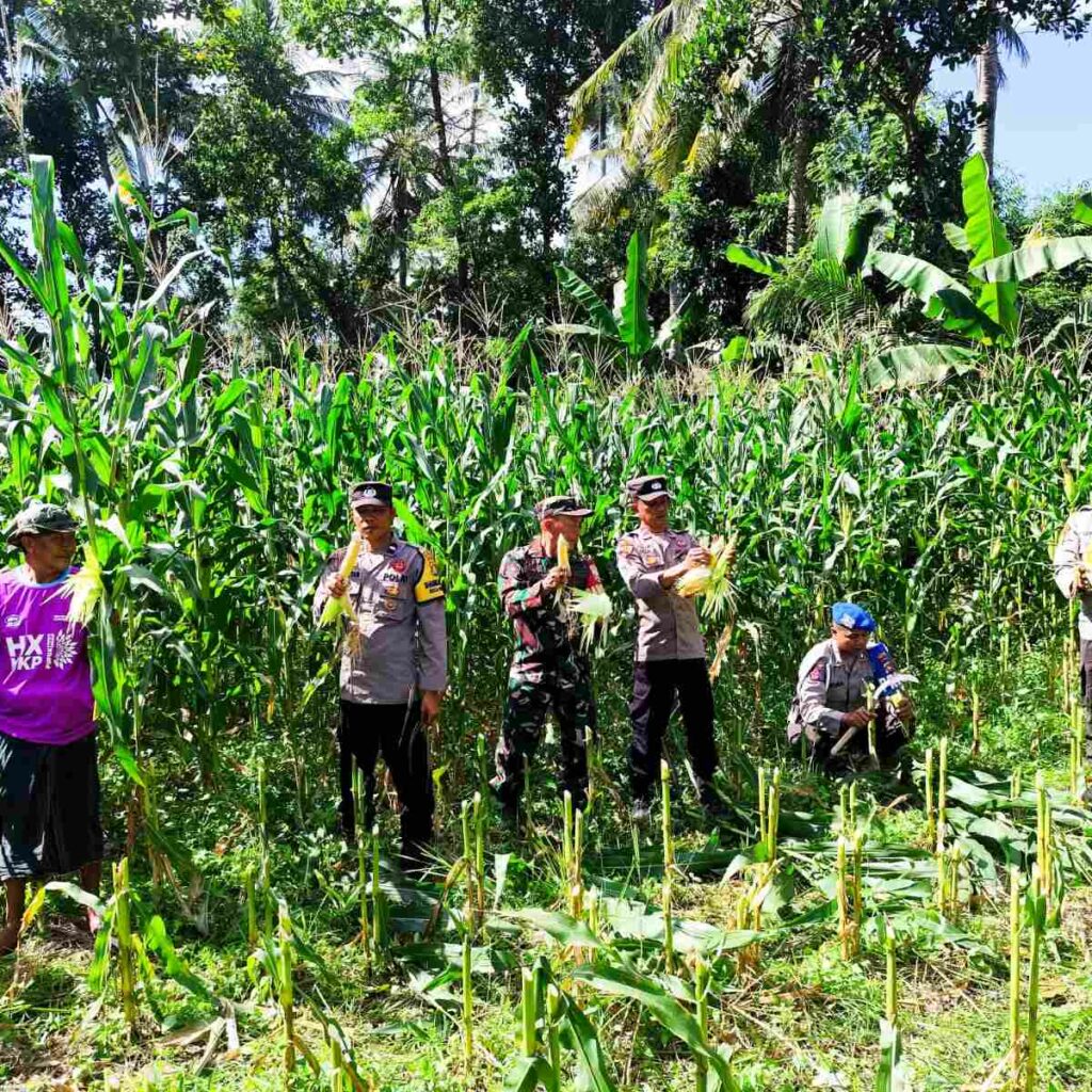 Panen Raya Jagung di Lombok Barat, Wujud Sinergi TNI-Polri dan Petani